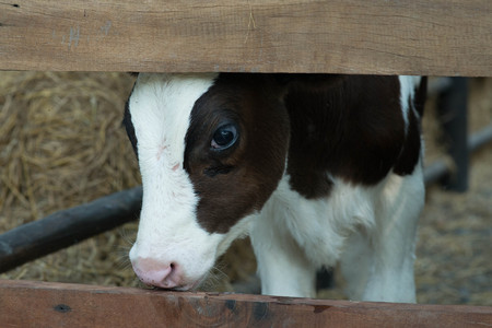 Cow in farmの写真素材