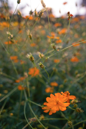 An orange flower in the gardenの写真素材