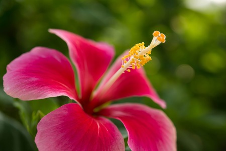 Flower in gardenの写真素材