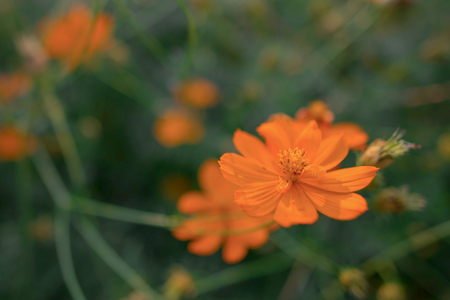 An orange flower in the gardenの写真素材