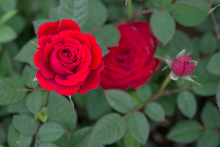 Red rose in gardenの写真素材