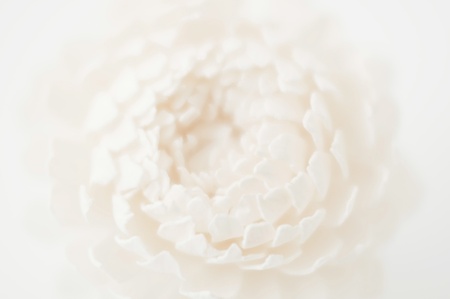 White flowerの写真素材
