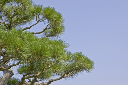 Pine trees of Japanese gardenの写真素材