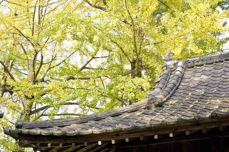The roof of the shrine and the ginkgo treeの写真素材