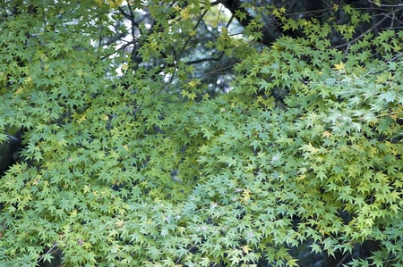 fresh green maple
