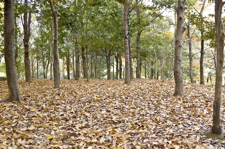 A lot of deciduous