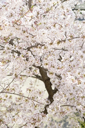 Cherry blossoms in full bloomの写真素材