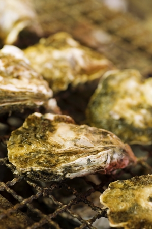 Baked Oystersの写真素材