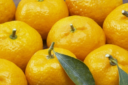 Many mandarin background image の写真素材