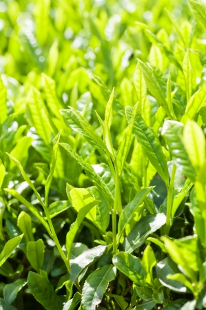 Green tea bud and fresh leaves, close-up の写真素材