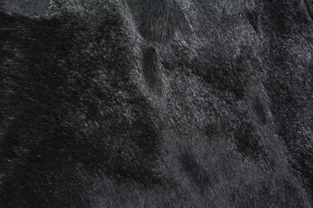 Shiny black fur texture of background material の写真素材