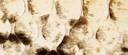 Scales of reptiles, close-up of texture background 