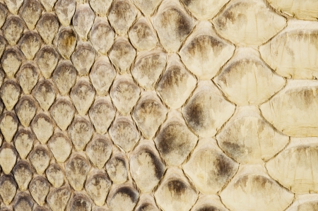 Scales of reptiles, close-up of texture background の写真素材