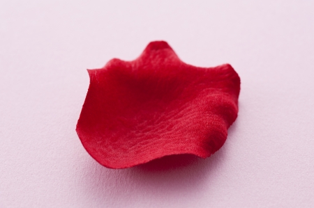 Red rose petals on pink background の写真素材