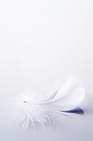 White feather of bird on gray background の写真素材