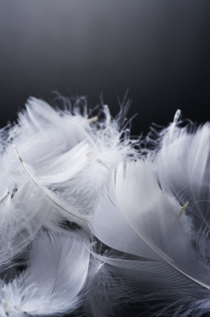 White feather of bird on black background の写真素材