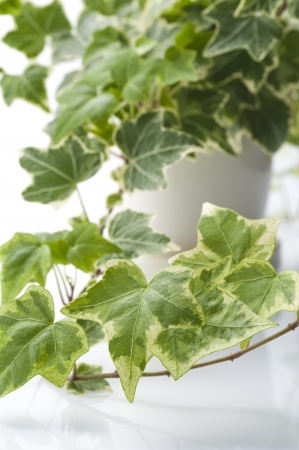 Green ivyの写真素材