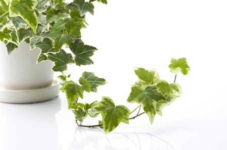 Green ivy in flowerpot on white backgroundの写真素材
