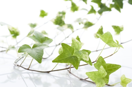 Green ivy on white backgroundの写真素材