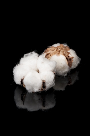 cotton flower on black backgroundの写真素材