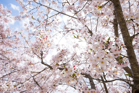 beautiful cherry blossom, japanの写真素材