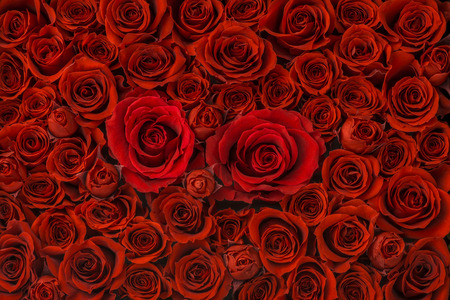 Red roses background, High Angle Viewの写真素材