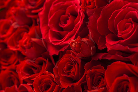 Red rosesの写真素材