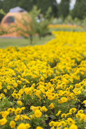 Kuju Flower Parkの写真素材