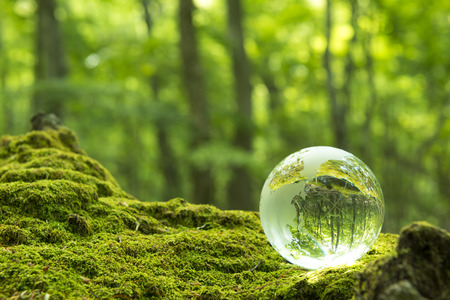 Forest and a transparent globeの写真素材