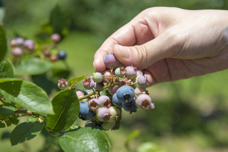 Picking of blueberriesの写真素材