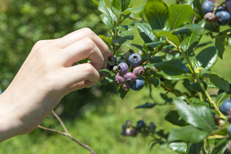 Picking of blueberriesの写真素材
