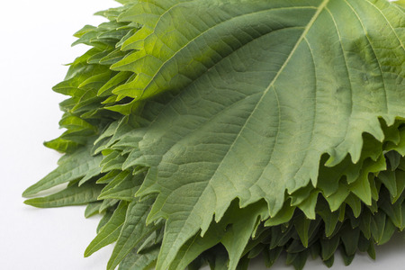 Macrophyllの写真素材