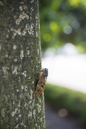 Cicada perched in treeの写真素材