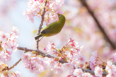 Japanese white-eye, also known as the mejiroの写真素材