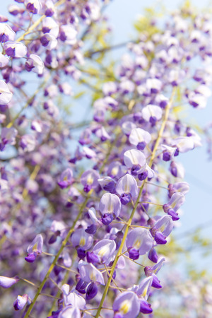 wisteria floribundaの写真素材