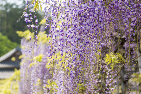 wisteria floribundaの写真素材