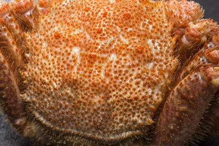 horsehair crabの写真素材