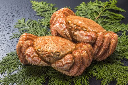 horsehair crabの写真素材
