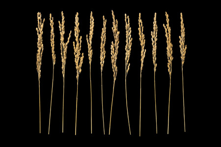 Japanese grain of riceの写真素材