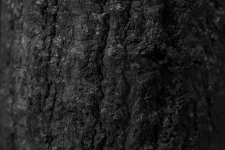 charcoal made of sawtooth oakの写真素材