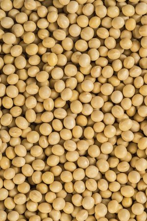 Raw dried soybeans, Organic cultivationの写真素材