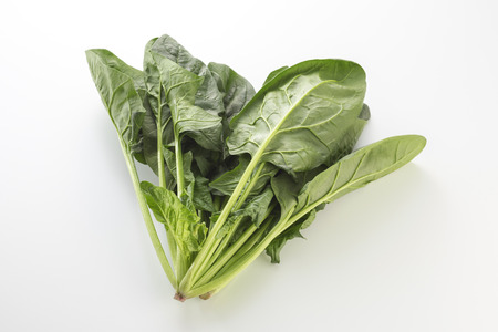 Freshly harvested spinachの写真素材