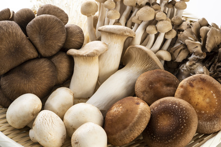 Various kinds of mushroomsの写真素材