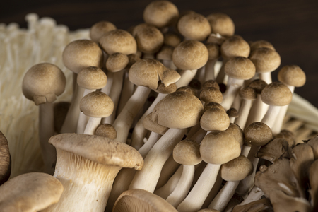 Various kinds of mushrooms, Brown beech mushroomの写真素材