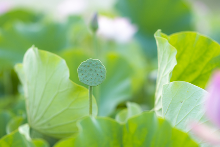 From the ancient lotus fruit 2000 years ago it has bloomed from lotus.の写真素材
