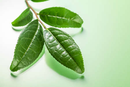 Fresh tea leavesの写真素材