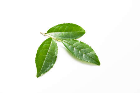 Fresh tea leavesの写真素材