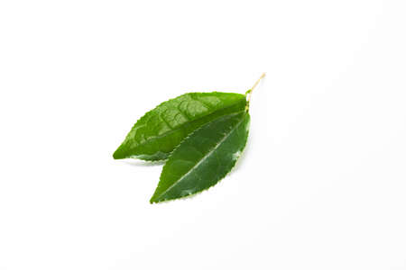 Fresh tea leaves