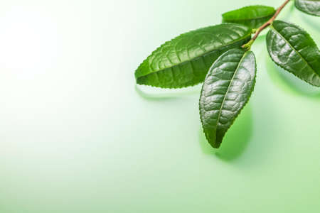 Fresh tea leavesの写真素材