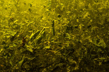 Extract tea leaves, close up